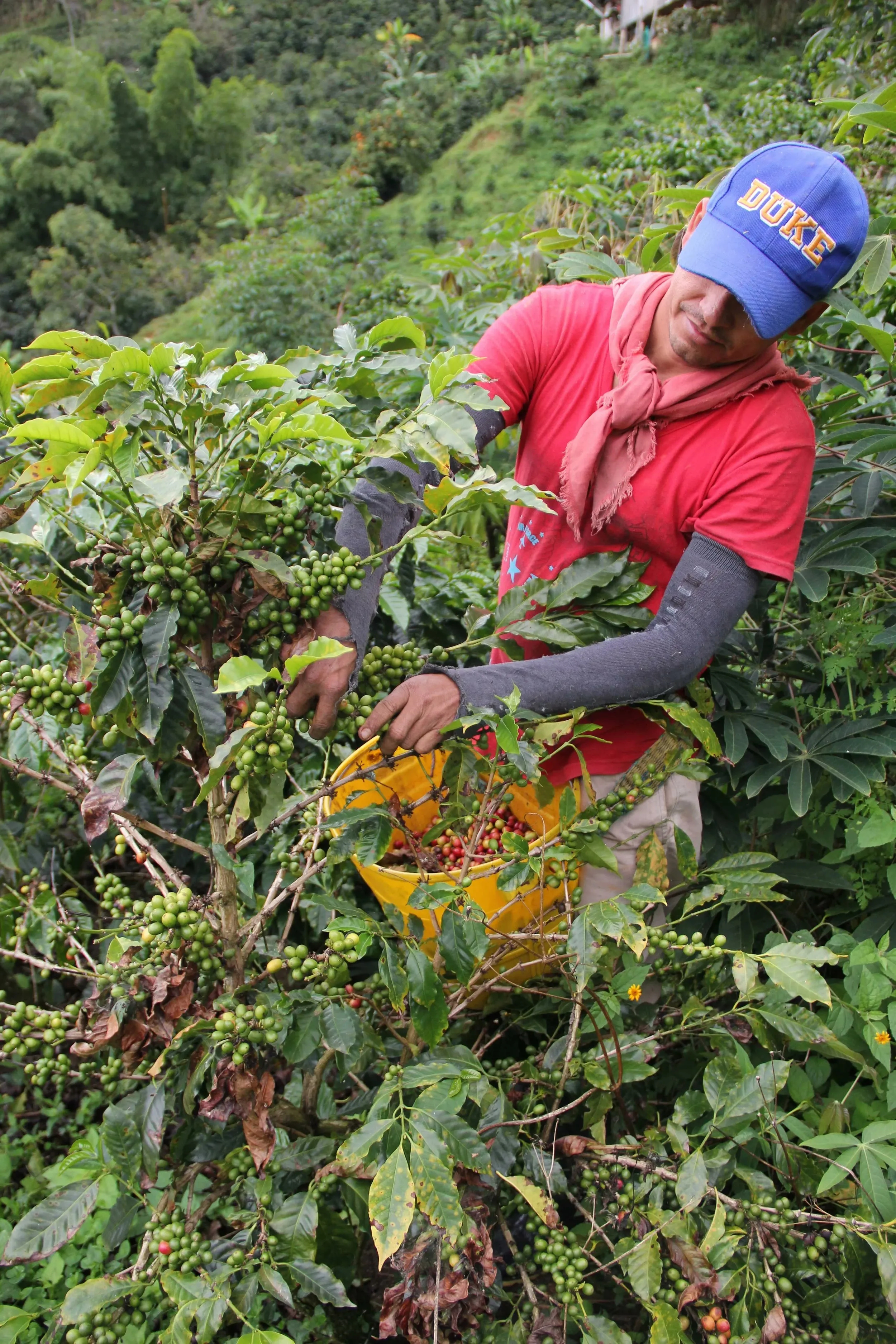 A coffee farmer picking a harvest damaged by drought in Colombia.