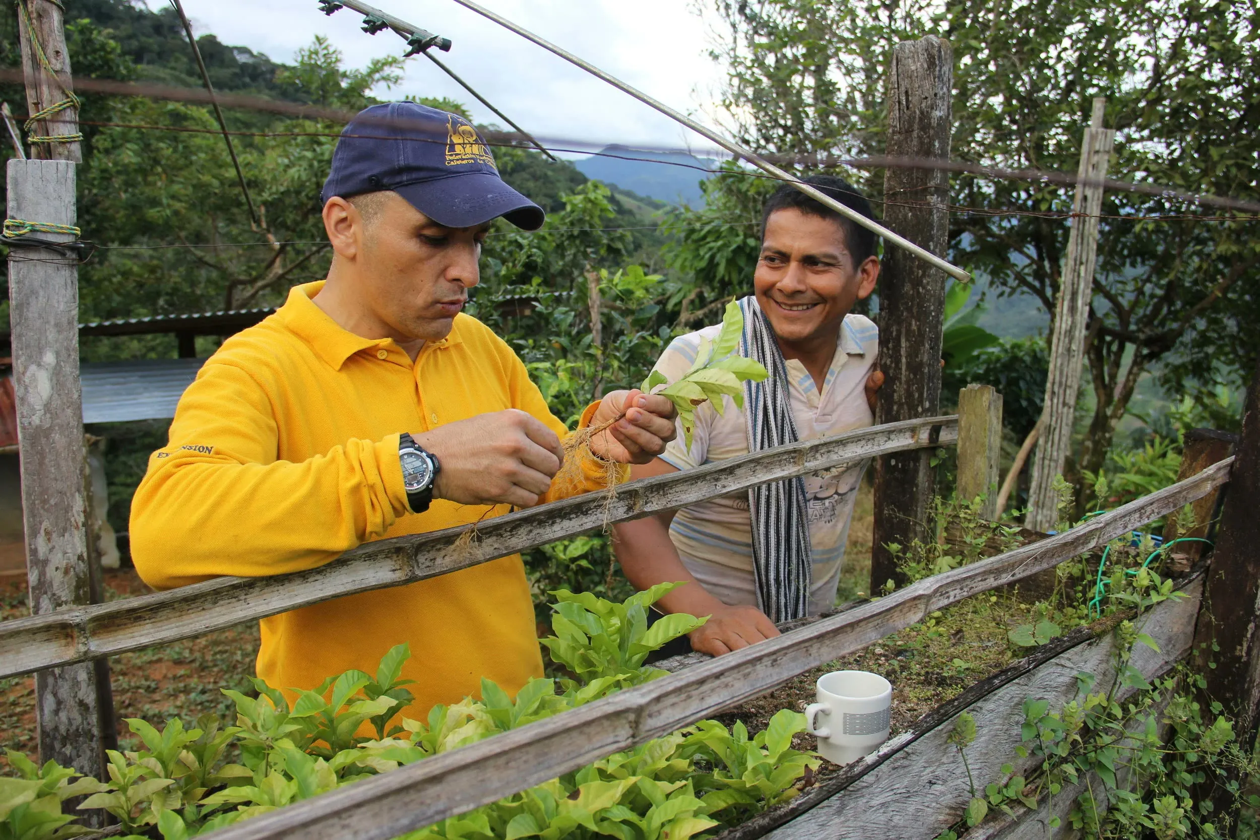 Farmer Romulo Lozano watches as Colombian coffee federation advisor John James Gomez examines coffee tree seedlings on Lozano’s farm.